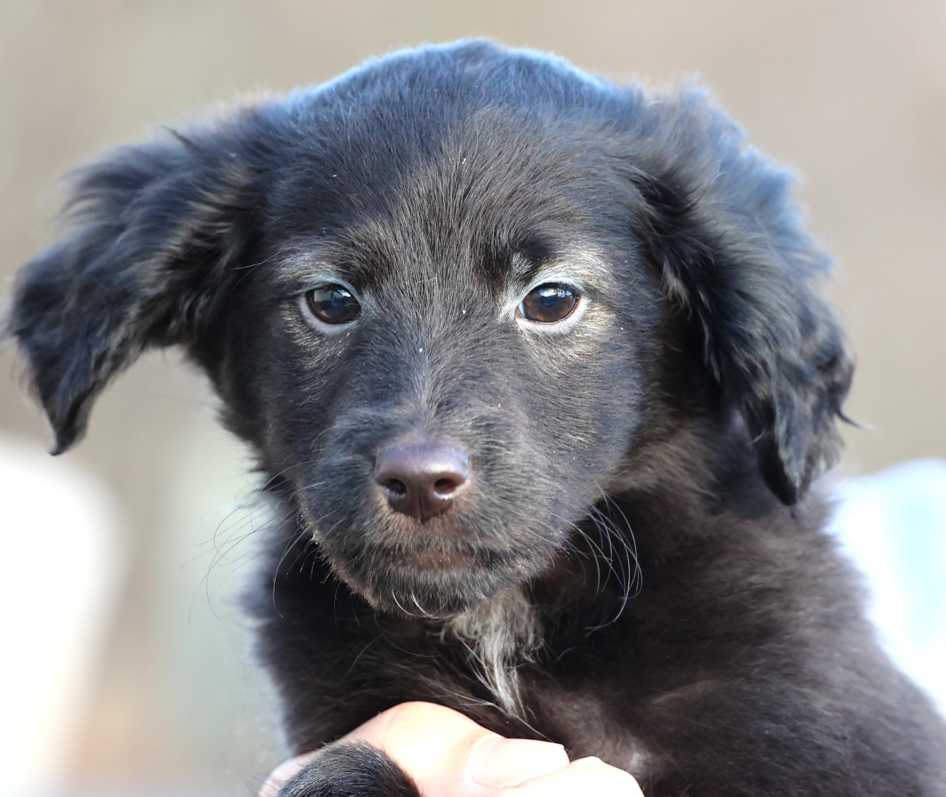 Enlarge Vader-Available! www.lhar.dog to apply! , an adoptable mixed breed in Frederick, MD image 1/6