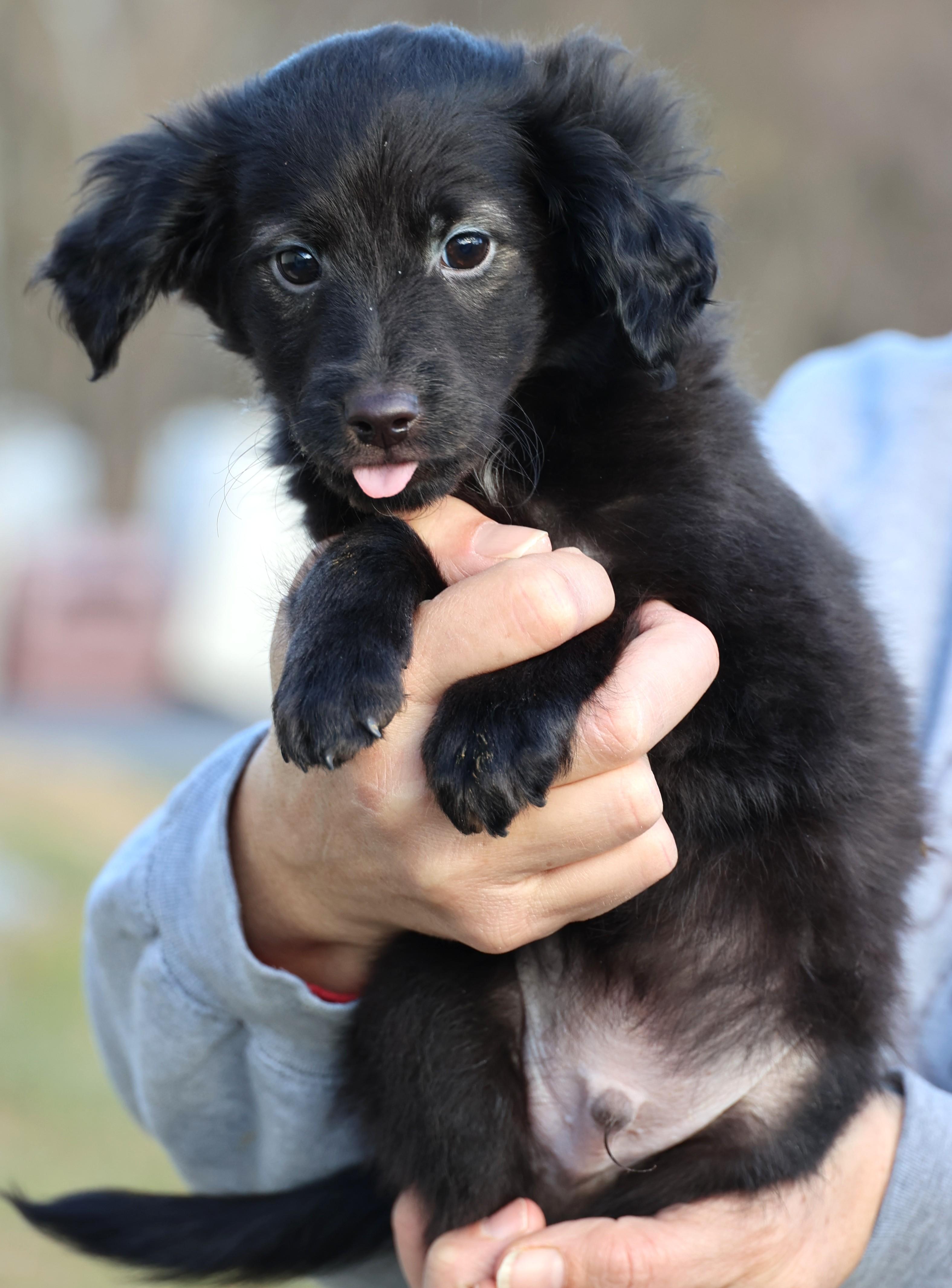 Enlarge Vader-Available! www.lhar.dog to apply! , an adoptable mixed breed in Frederick, MD image 4/6