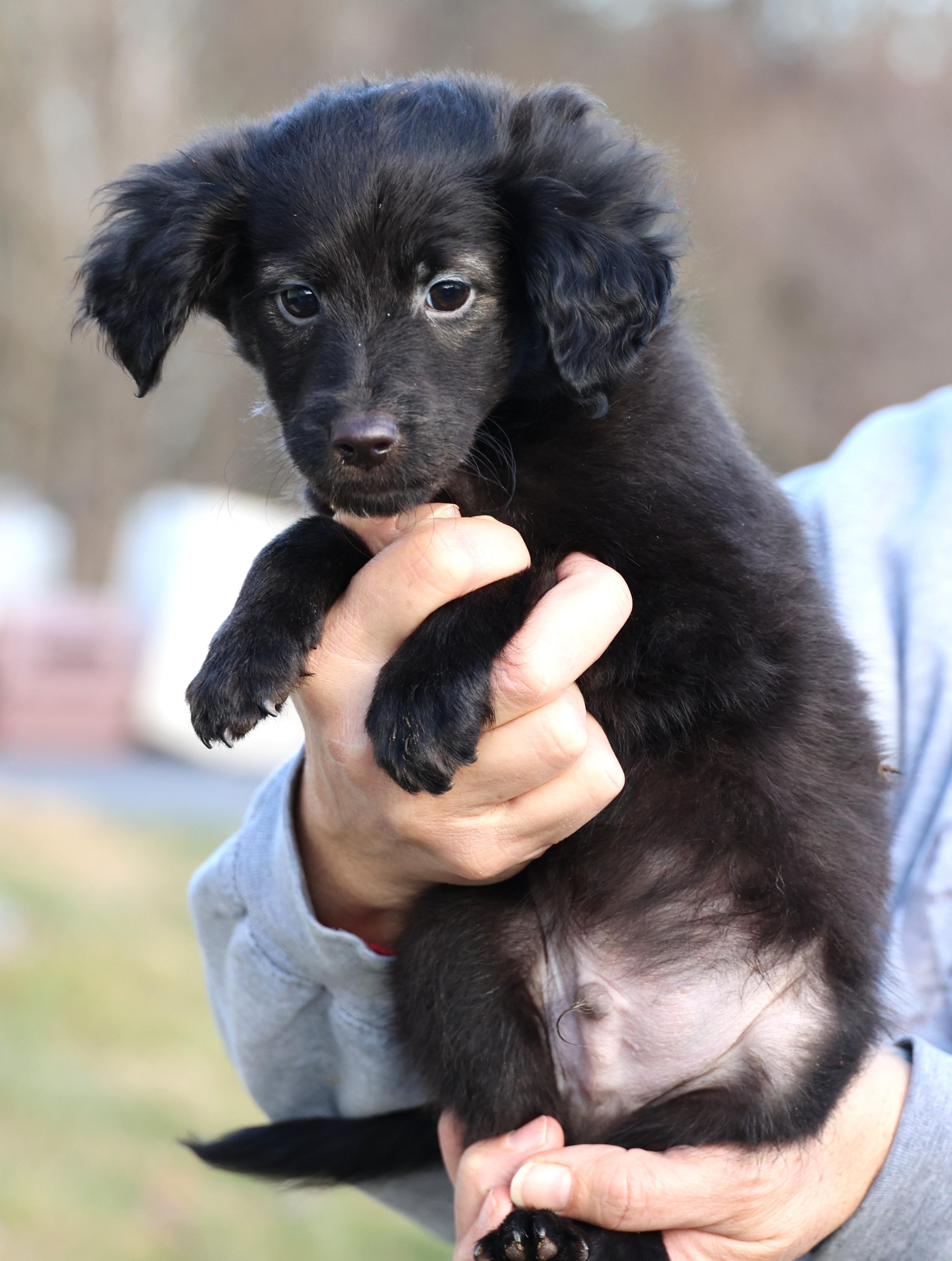 Enlarge Vader-Available! www.lhar.dog to apply! , an adoptable mixed breed in Frederick, MD image 6/6