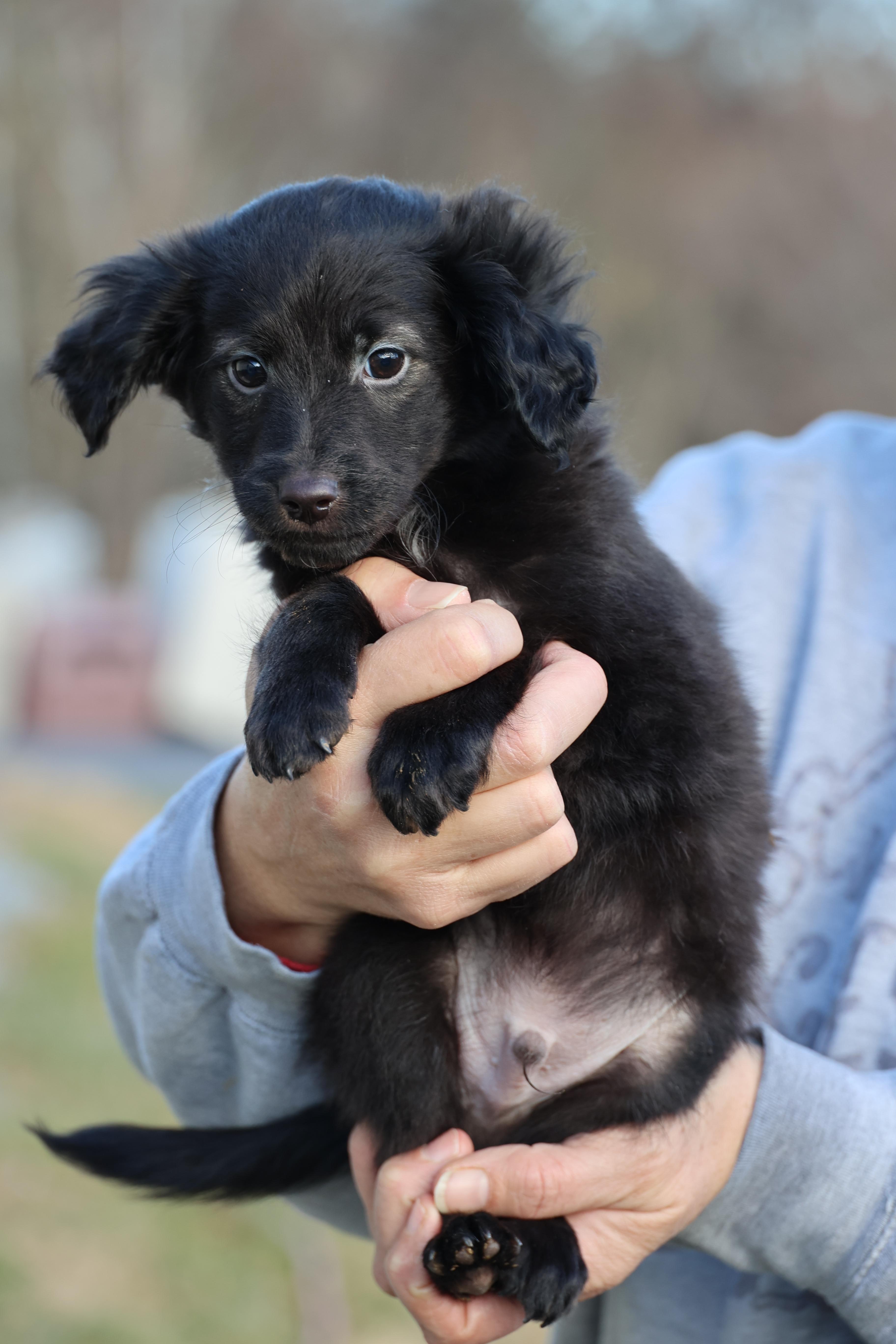 Enlarge Vader-Available! www.lhar.dog to apply! , an adoptable mixed breed in Frederick, MD image 5/6