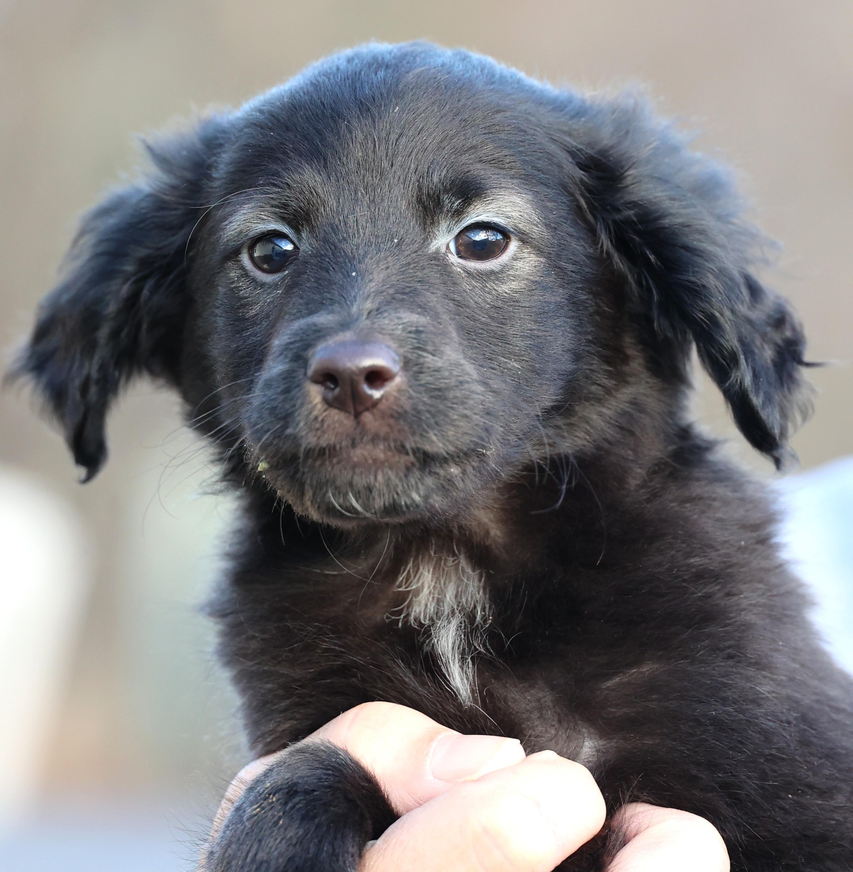 Enlarge Vader-Available! www.lhar.dog to apply! , an adoptable mixed breed in Frederick, MD image 2/6