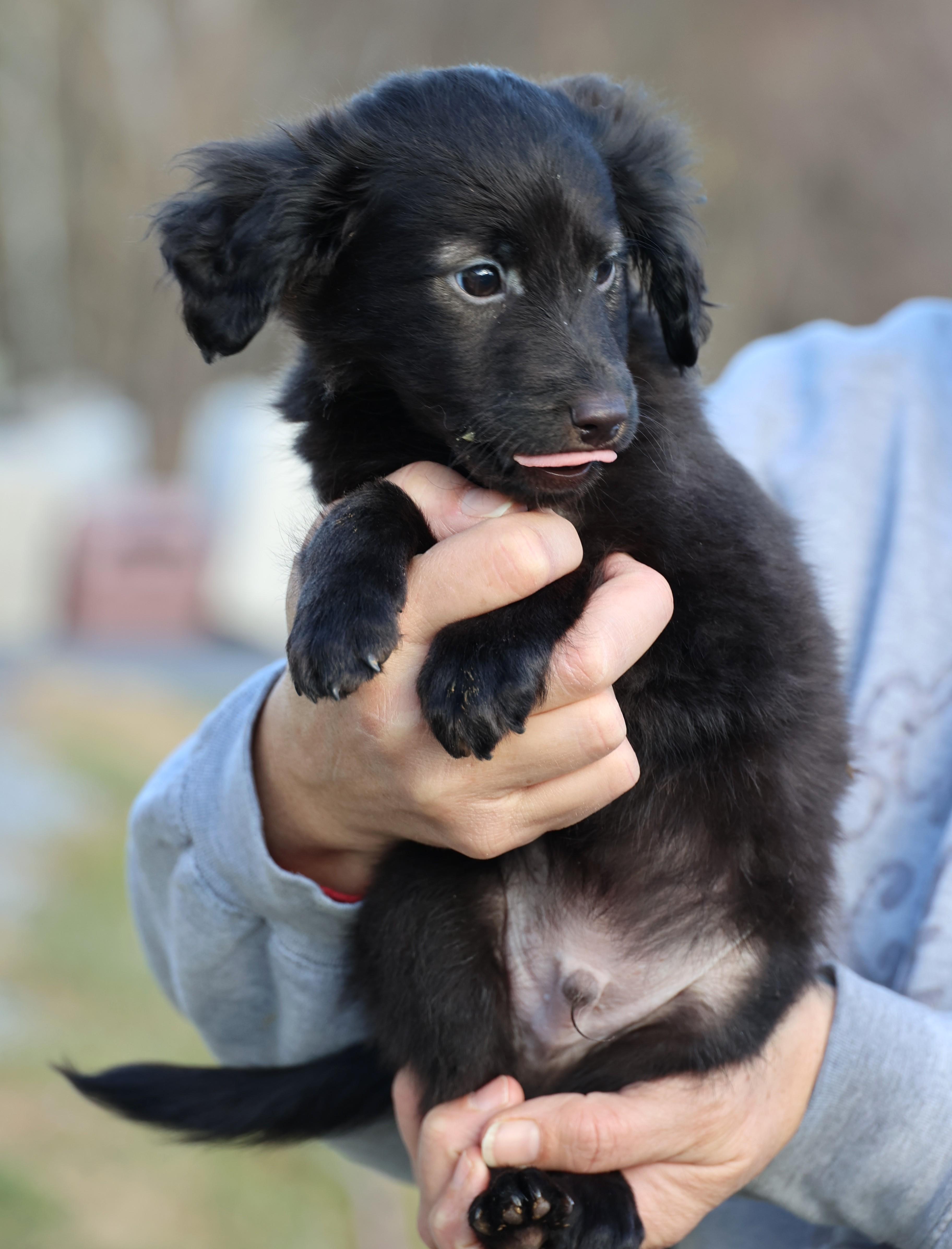 Enlarge Vader-Available! www.lhar.dog to apply! , an adoptable mixed breed in Frederick, MD image 3/6