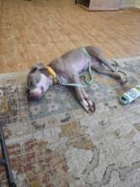 Enlarge Gertie, a Adoptable mixed breed in Liverpool, NY image 3/3