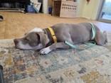 Enlarge Gertie, a Adoptable mixed breed in Liverpool, NY image 2/3