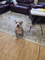 Enlarge Gertie, a Adoptable mixed breed in Liverpool, NY image 1/3