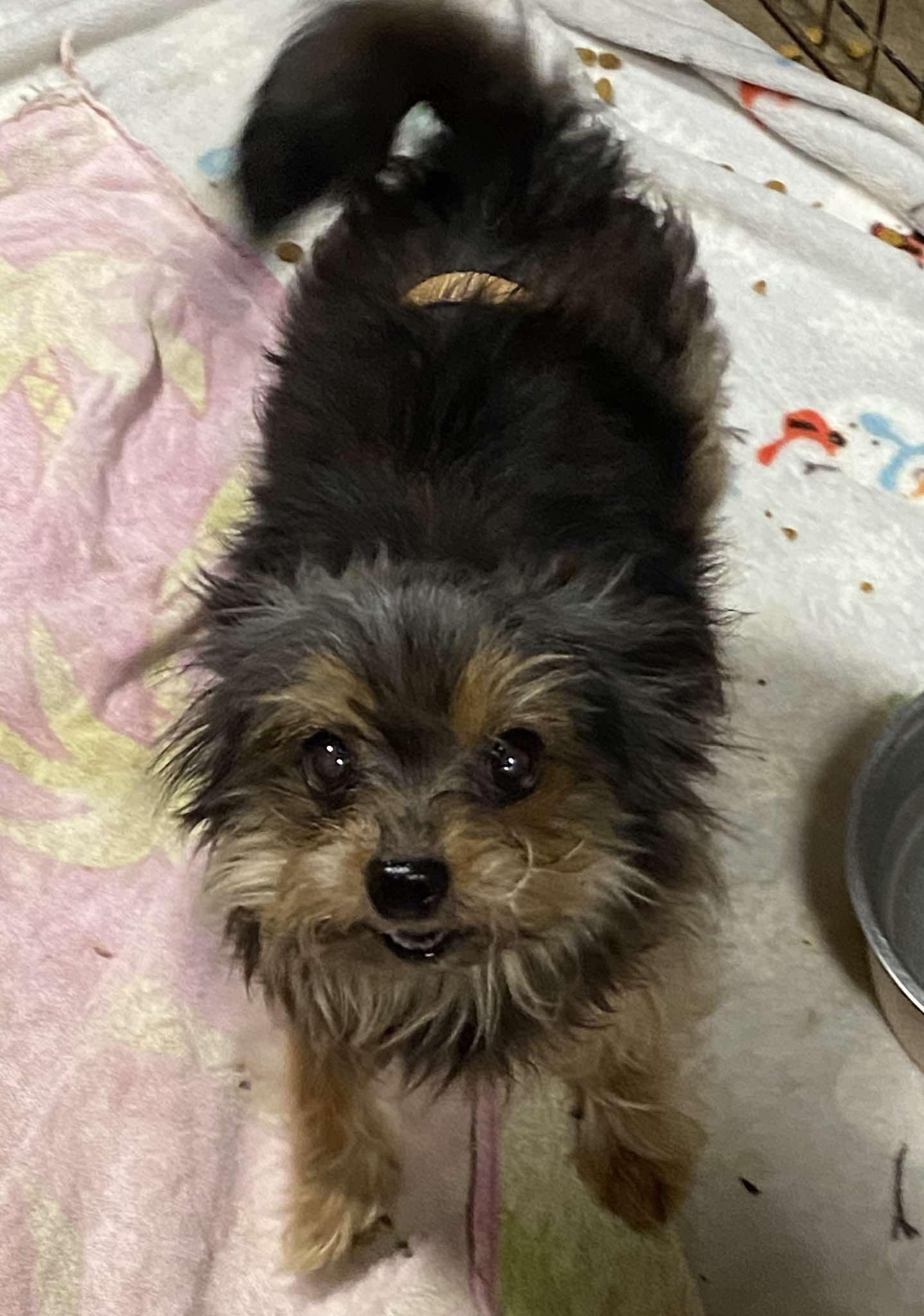 KyKy-Foster Home Needed