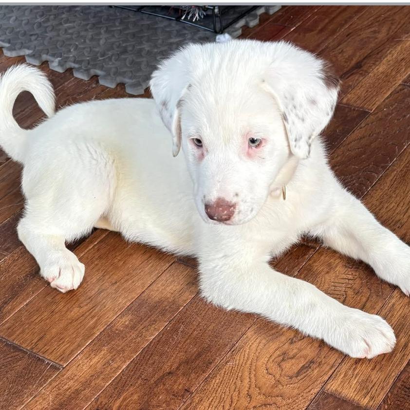 Dottie, Adoptable, Puppy Female Shepherd & Mixed Breed.