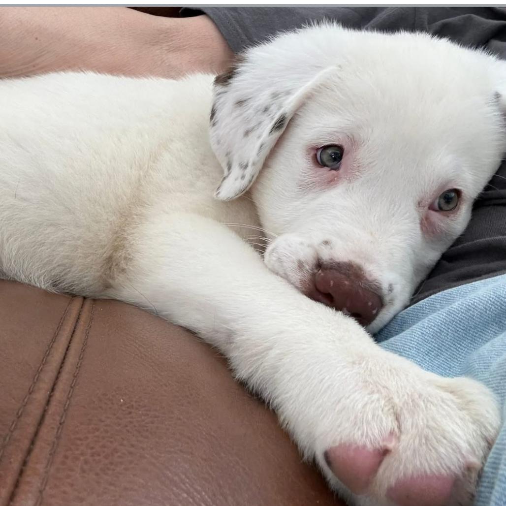 Dottie, a Adoptable mixed breed in Joliet, IL image 2/5