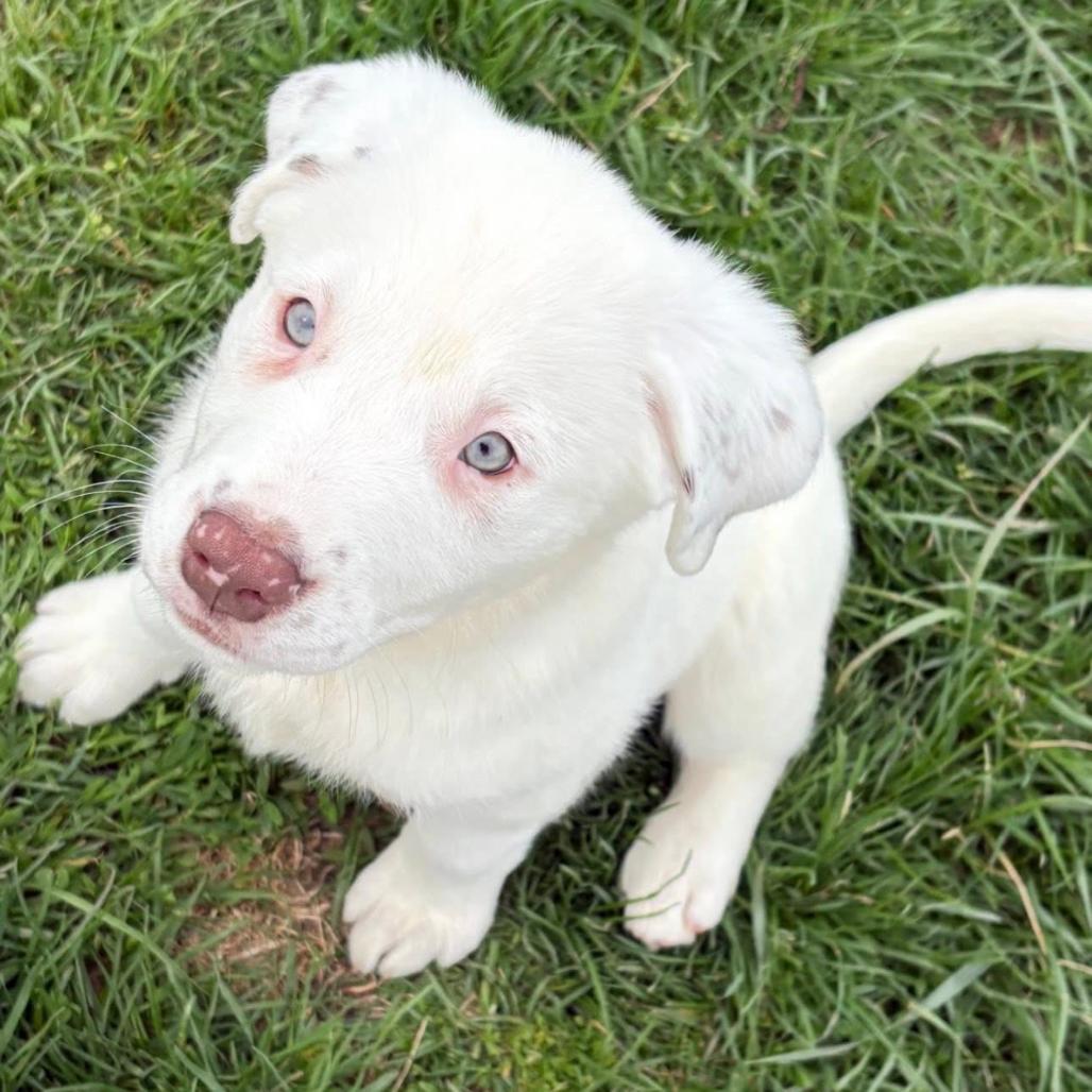 Dottie, a Adoptable mixed breed in Joliet, IL image 3/5