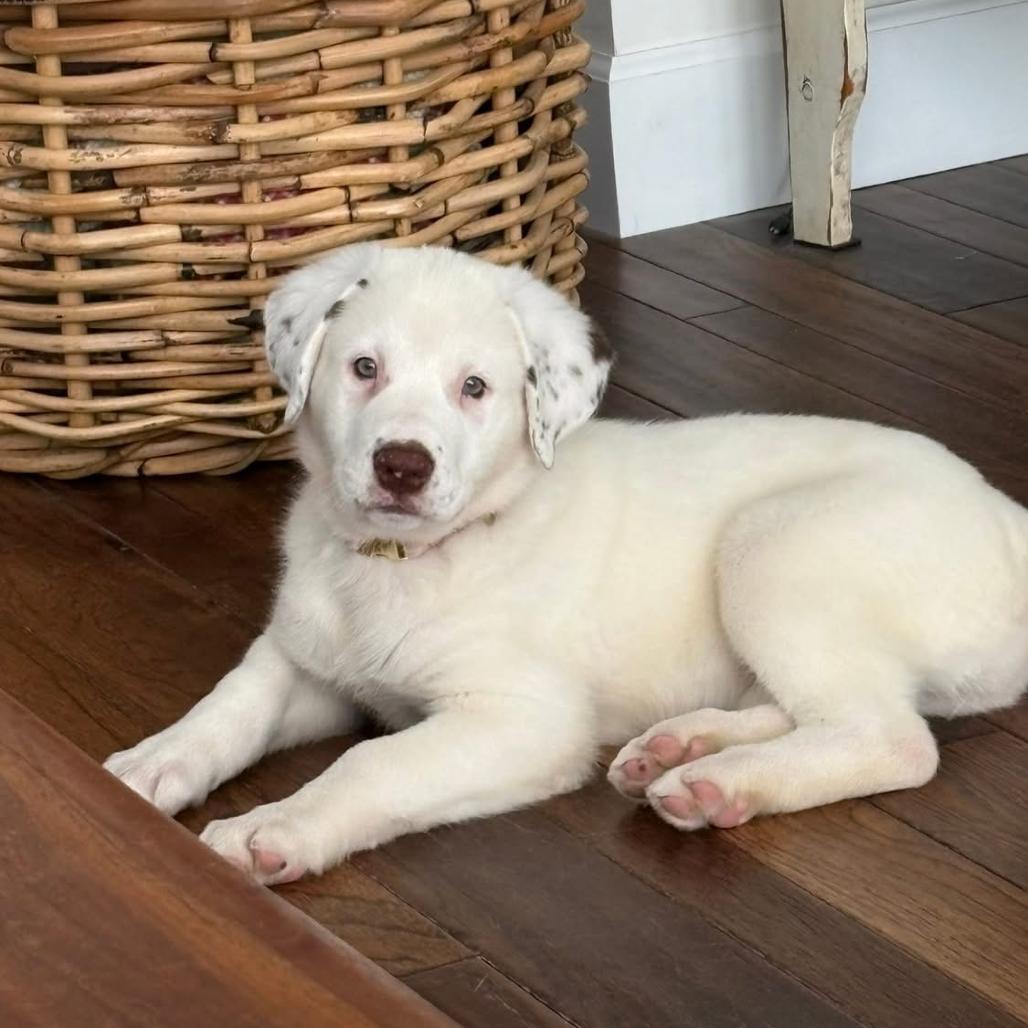 Dottie, a Adoptable mixed breed in Joliet, IL image 4/5