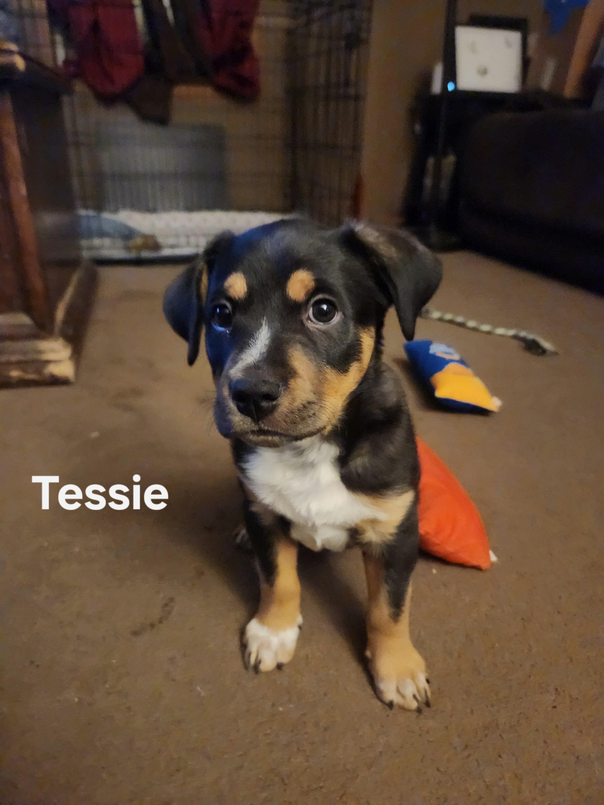 Tessie, Adopted, Puppy Female Pit Bull Terrier & Australian Cattle Dog / Blue Heeler.