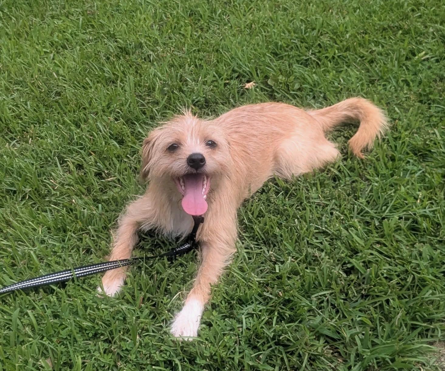 Sparky, Adoptable, Young Male Terrier.