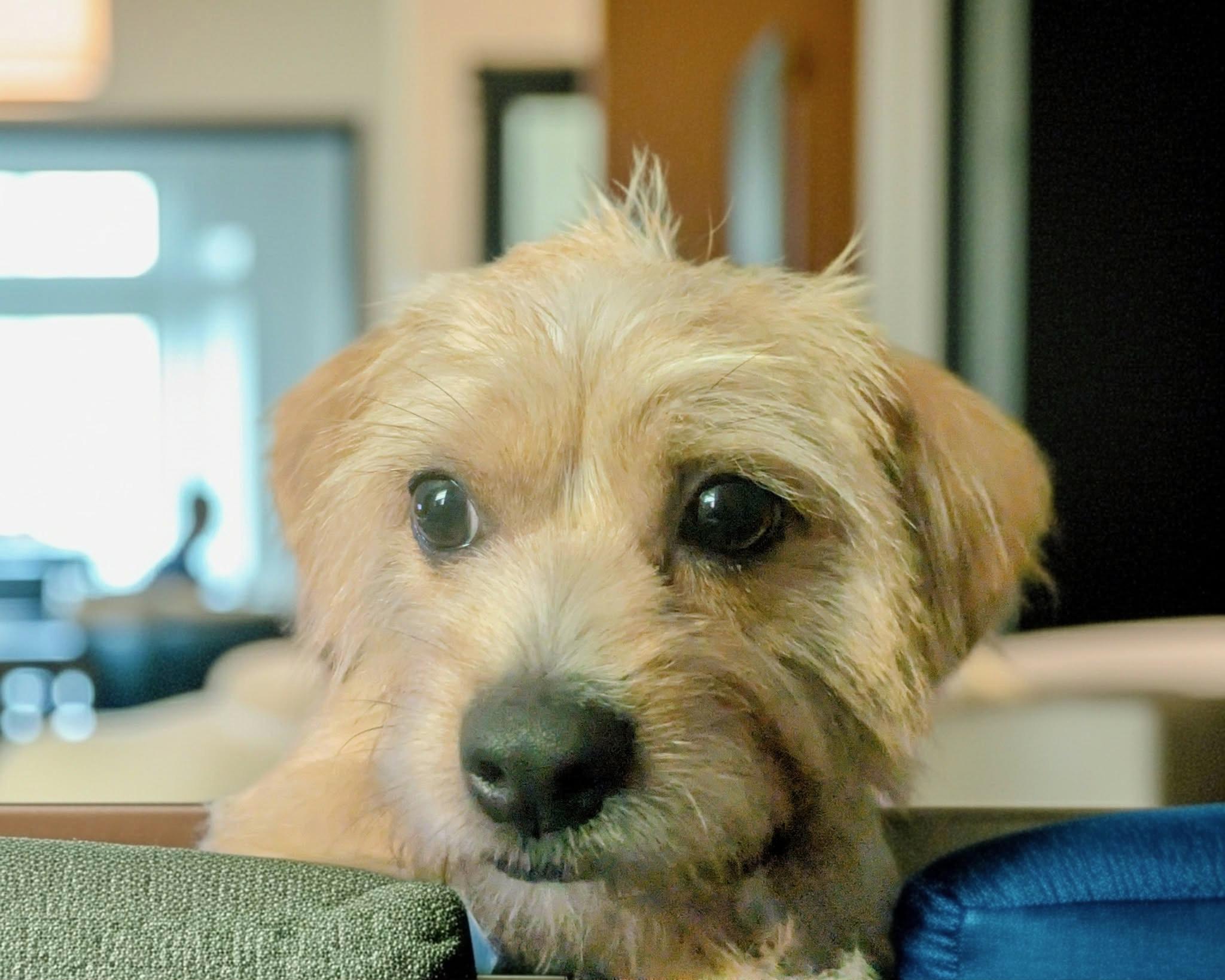 Enlarge Sparky, a Adoptable mixed breed in Lawrenceville, GA image 2/2