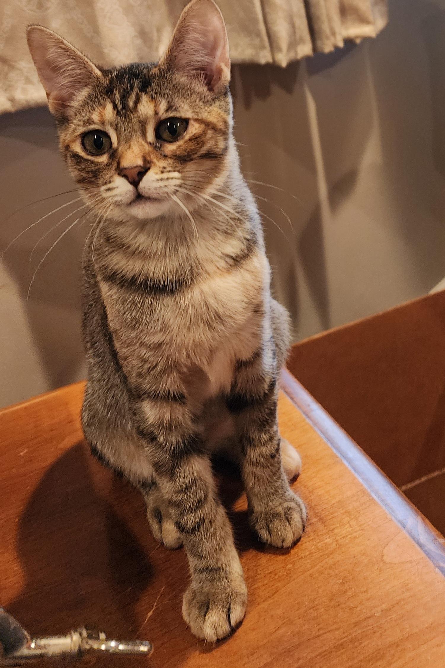 Enlarge Mayhem, a Adoptable Domestic Short Hair in Houghton Lake, MI image 3/5