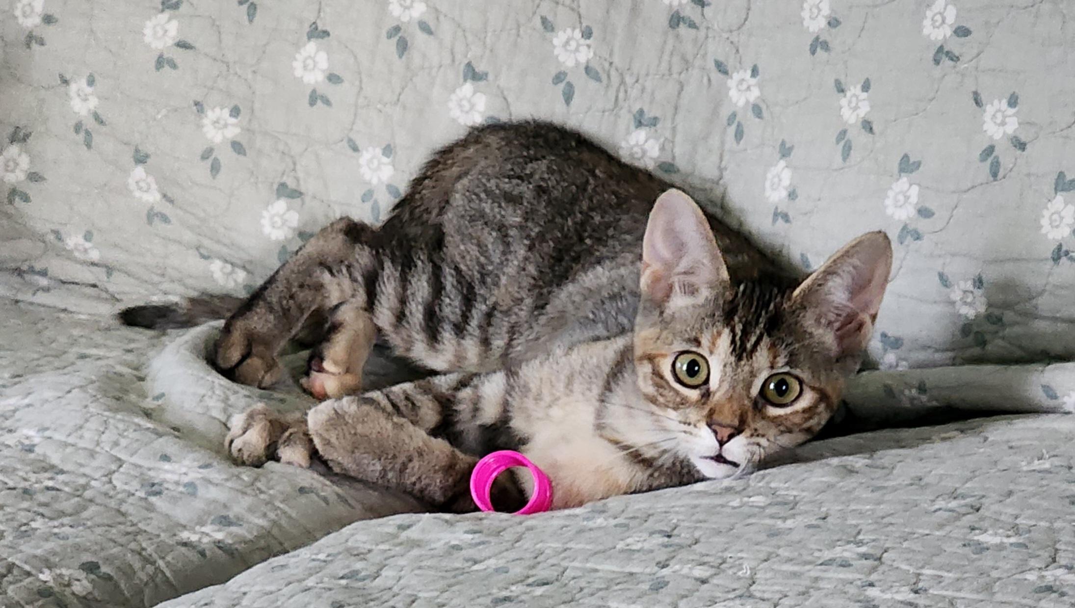 Enlarge Mayhem, a Adoptable Domestic Short Hair in Houghton Lake, MI image 4/5