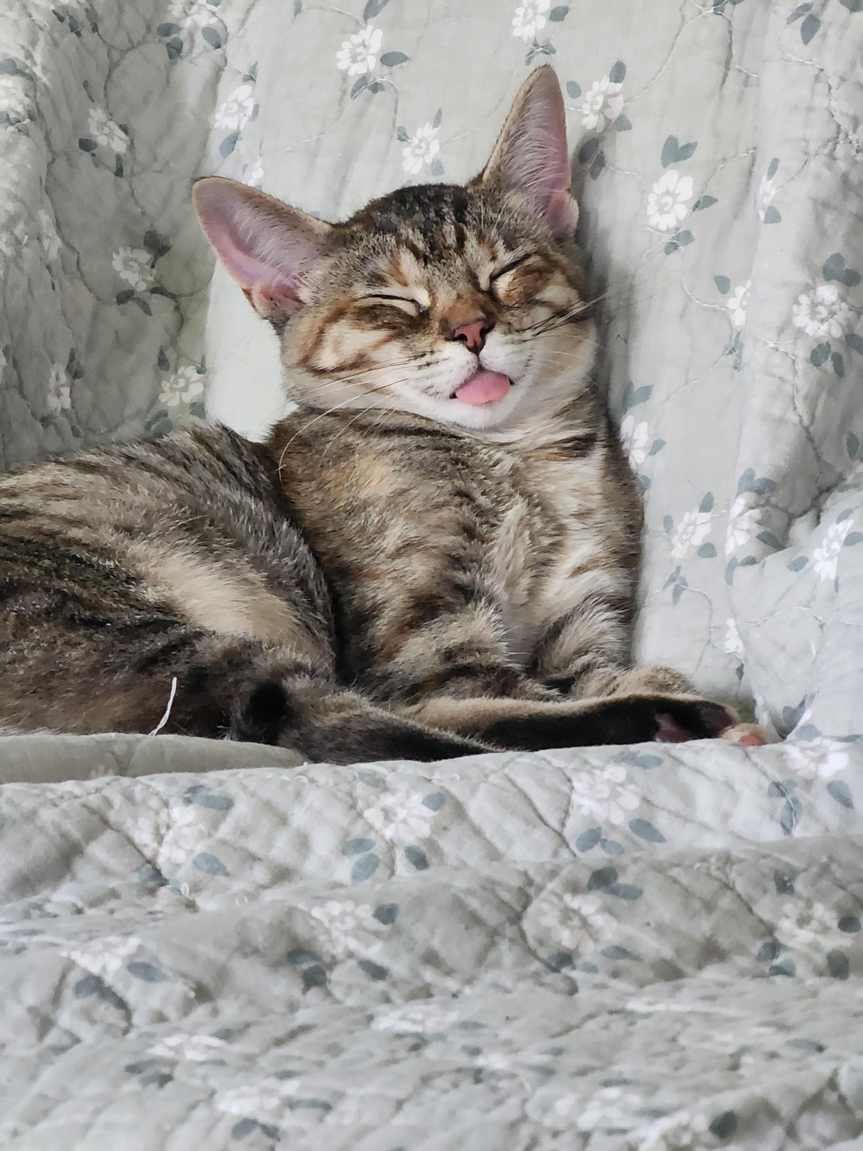 Enlarge Mayhem, a Adoptable Domestic Short Hair in Houghton Lake, MI image 2/5