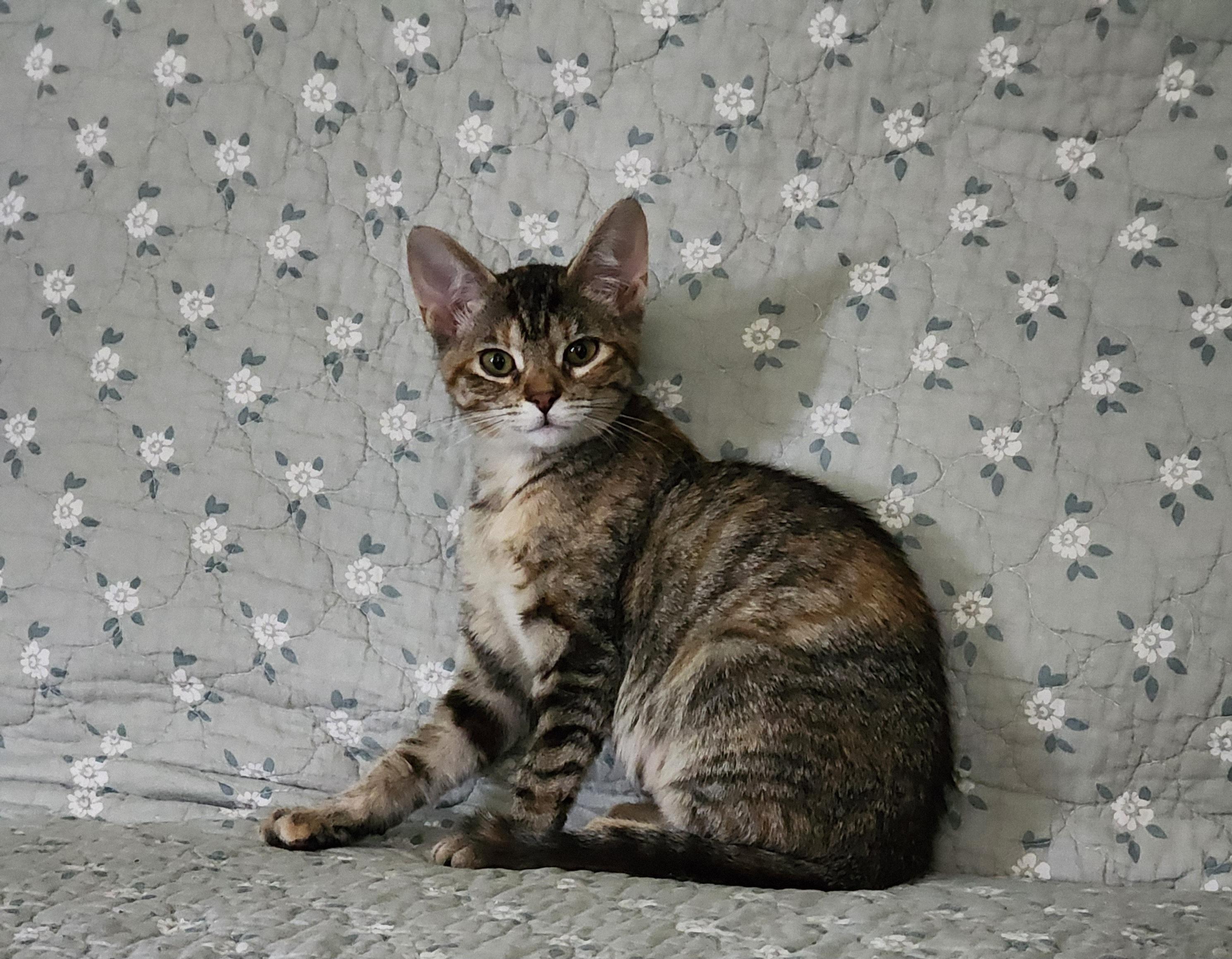Enlarge Mayhem, a Adoptable Domestic Short Hair in Houghton Lake, MI image 5/5