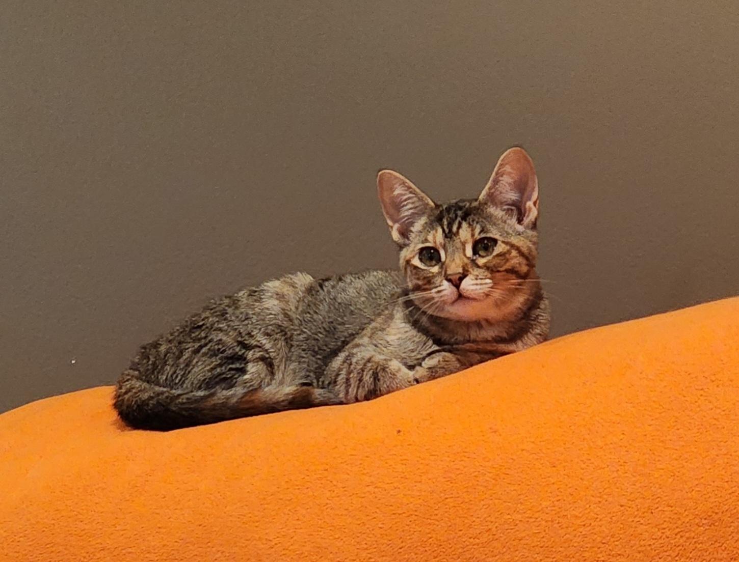 Mayhem, Adoptable, Young Female Domestic Short Hair.