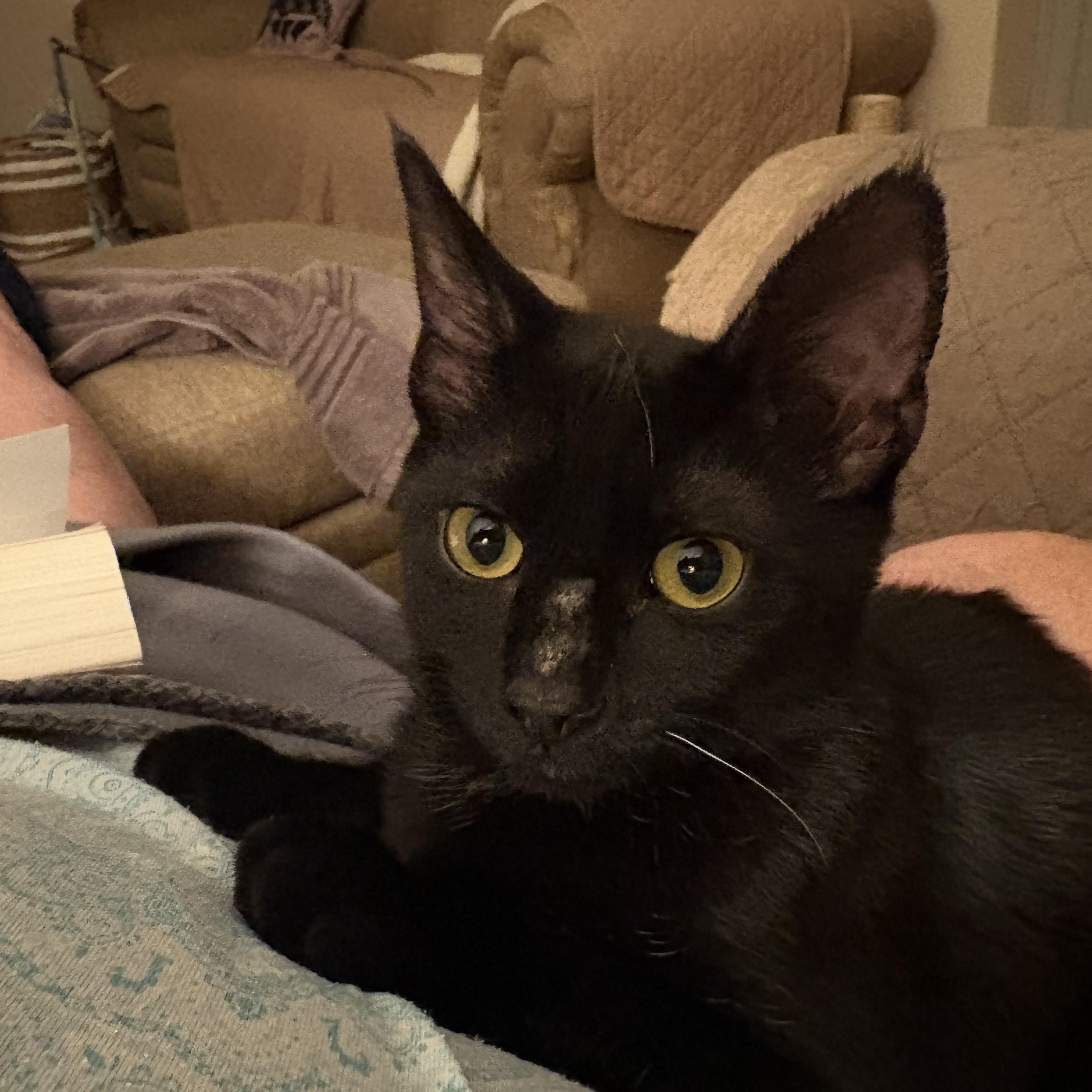 Enlarge Cinder, a Adoptable Domestic Short Hair in Cleveland, OH image 4/6