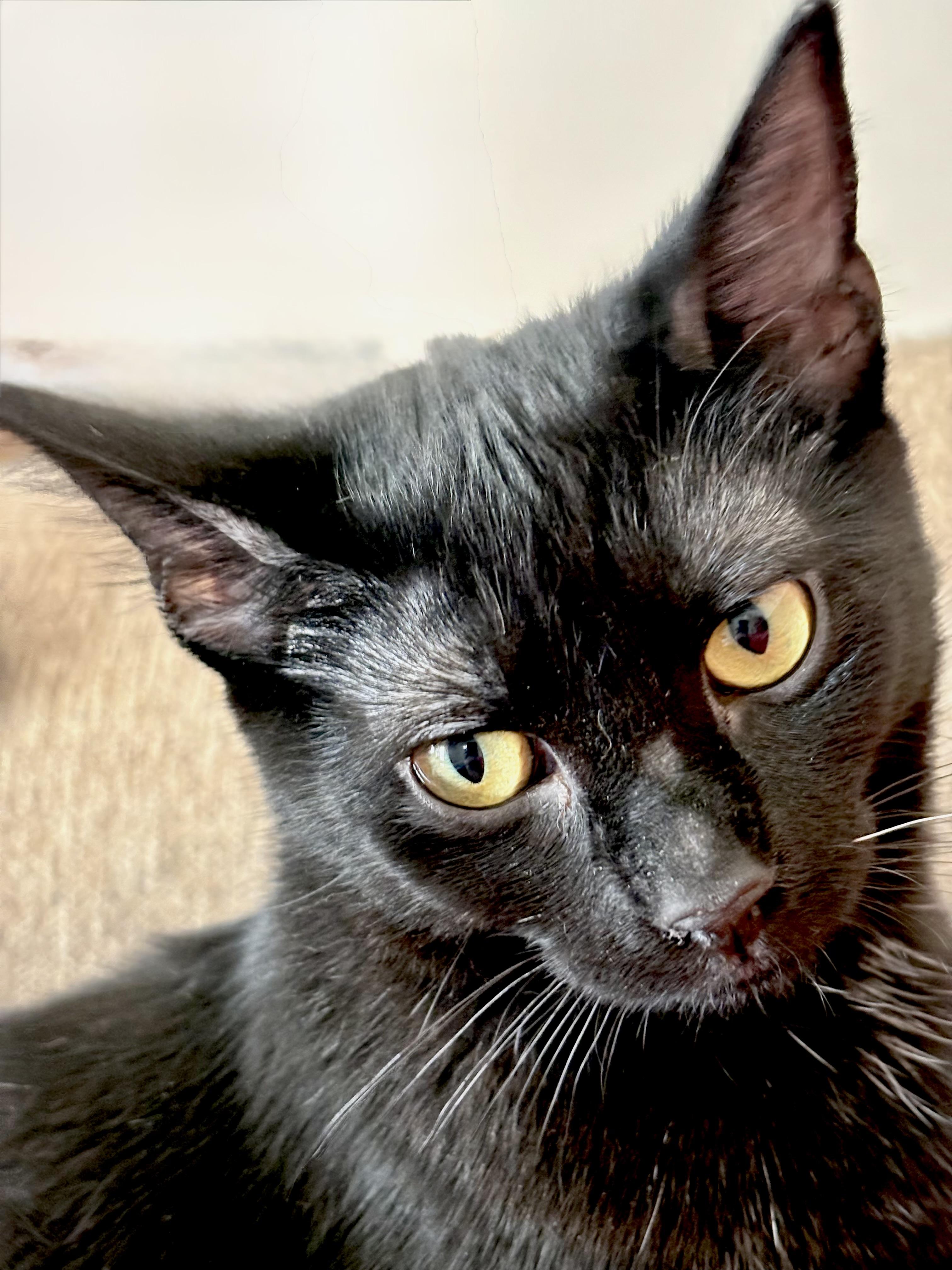 Enlarge Cinder, a Adoptable Domestic Short Hair in Cleveland, OH image 2/6