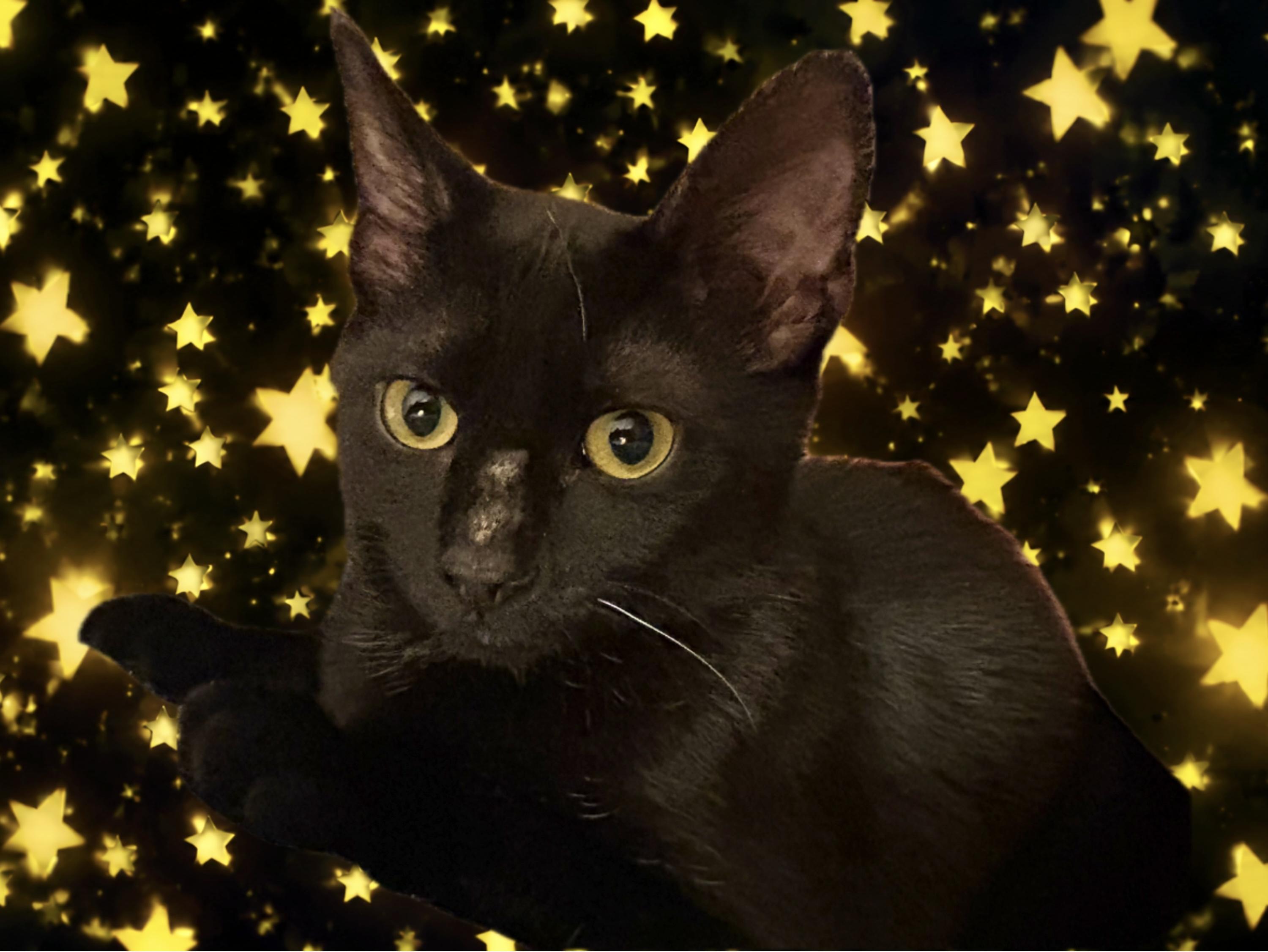 Cinder, Adoptable, Young Female Domestic Short Hair.