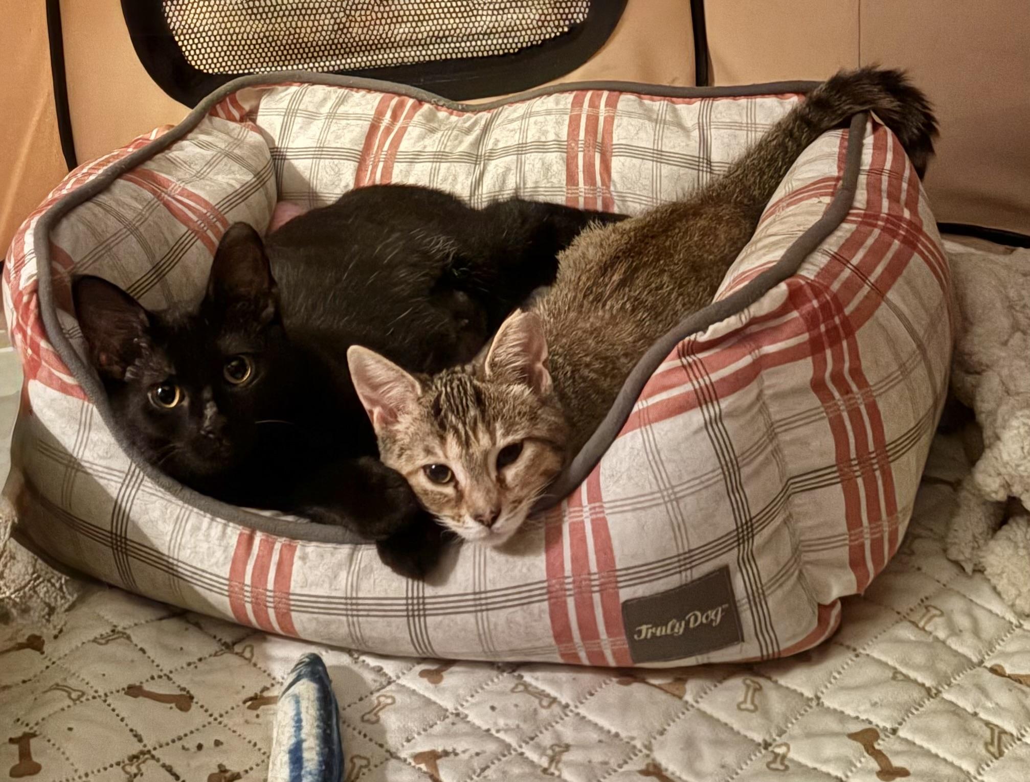 Enlarge Cinder, a Adoptable Domestic Short Hair in Cleveland, OH image 5/6
