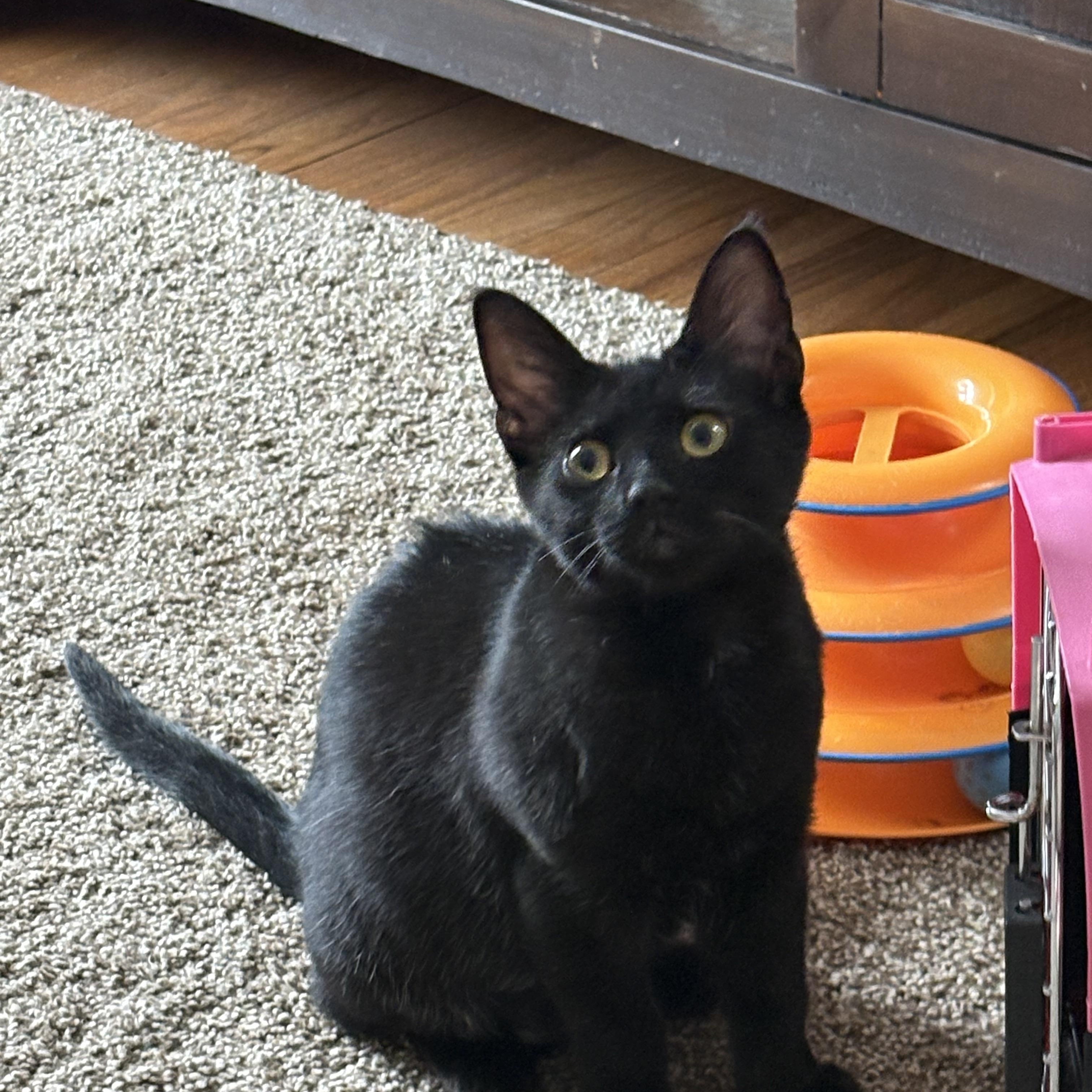Enlarge Cinder, a Adoptable Domestic Short Hair in Cleveland, OH image 3/6