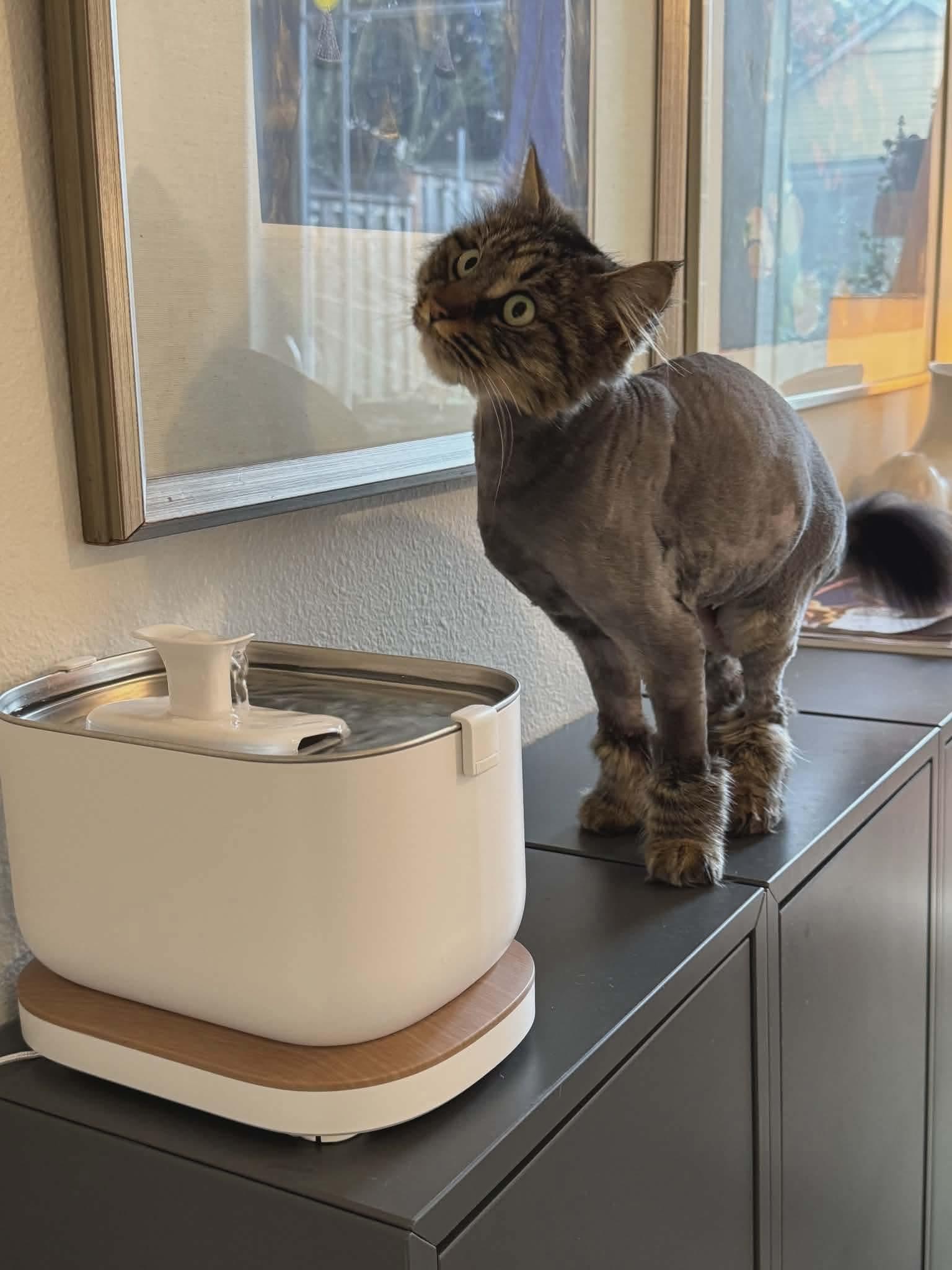 Enlarge Maeve, an adopted mixed breed in Gladstone, OR image 4/5