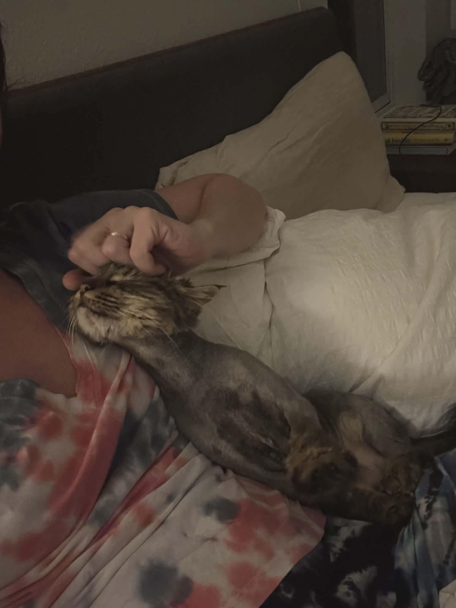 Enlarge Maeve, an adopted mixed breed in Gladstone, OR image 5/5