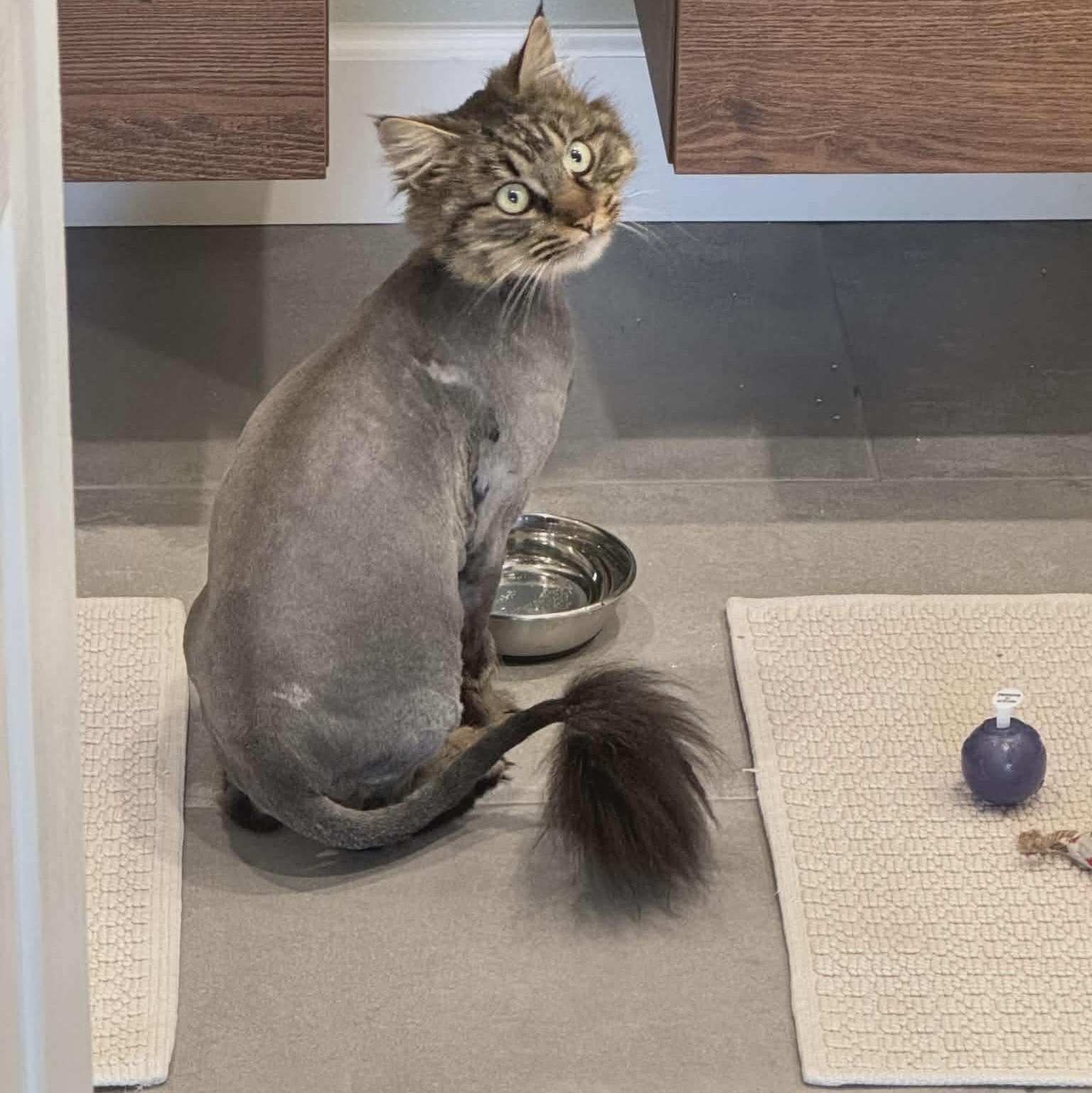 Maeve, adopted, Young Female Tabby & Domestic Long Hair.