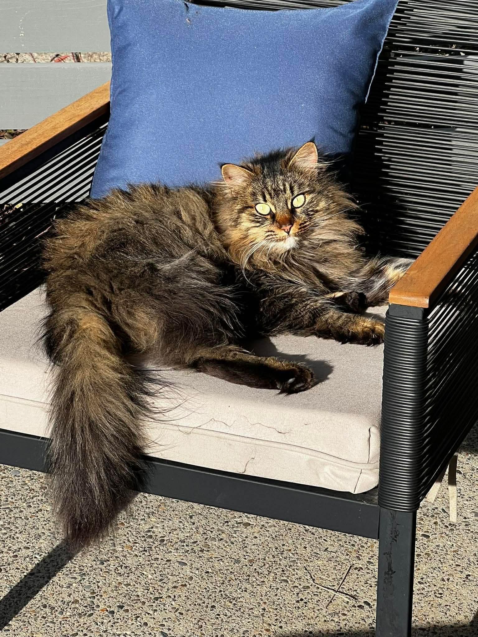 Enlarge Maeve, an adopted mixed breed in Gladstone, OR image 2/5