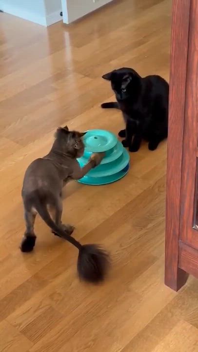 Enlarge Maeve, an adopted mixed breed in Gladstone, OR video 3/5