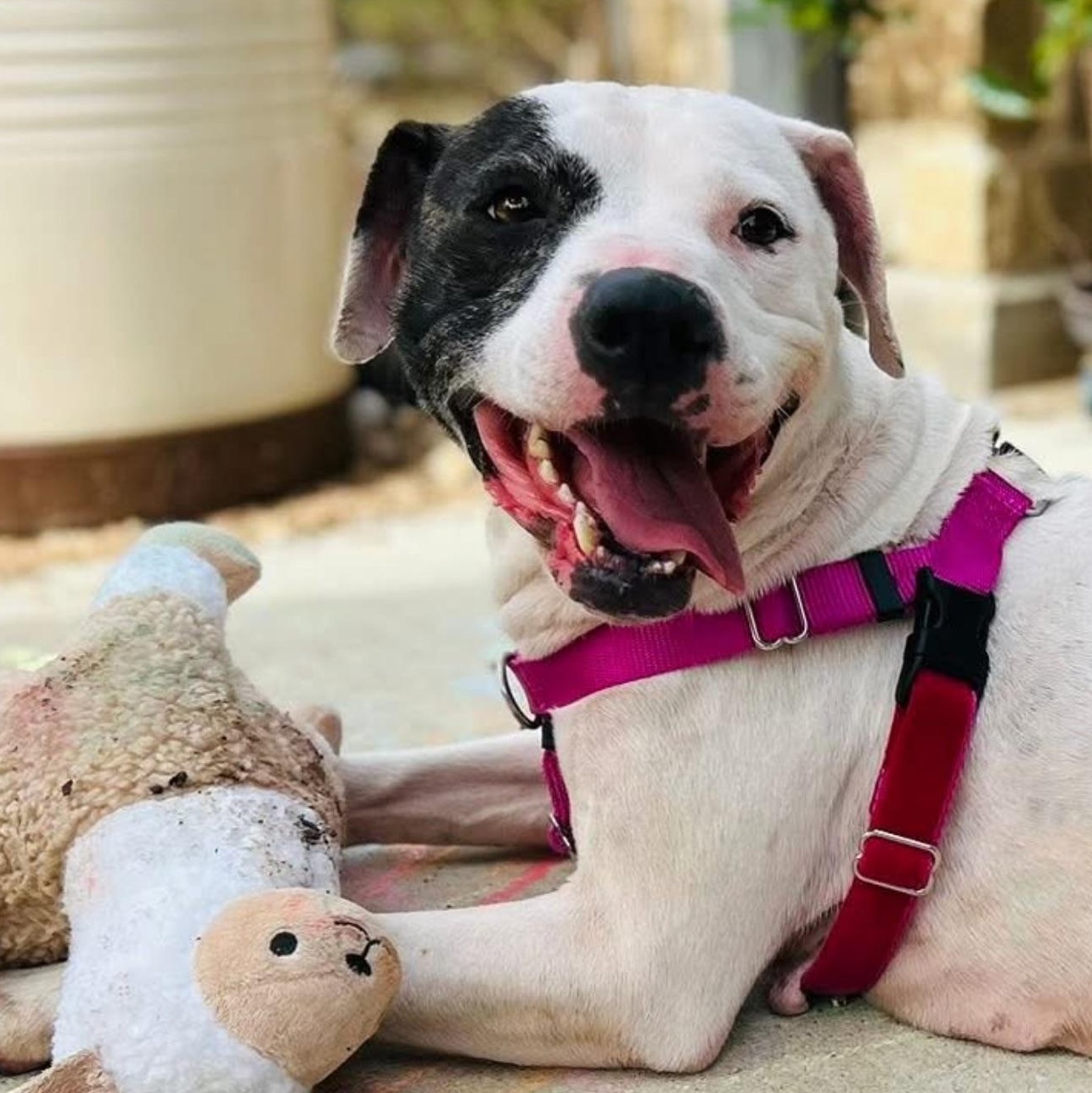 Lili (Happy, Cuddly, Sociable, Smart, and Adorable girl), Adoptable, Adult Female Pit Bull Terrier.
