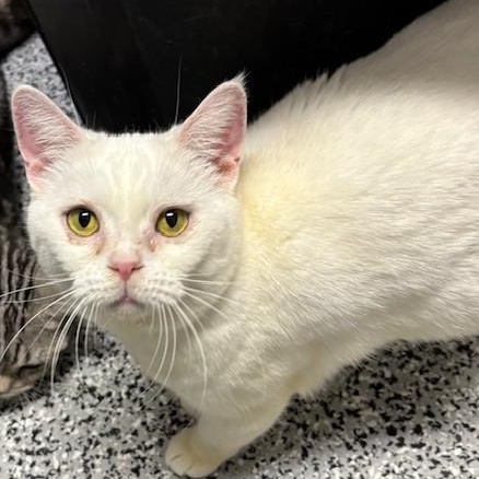 Enlarge Cassie, an adopted American Shorthair in Allegan, MI image 1/1