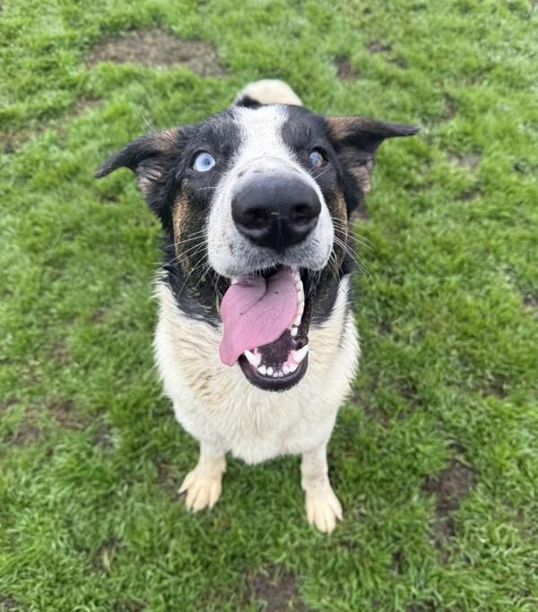 Sheldon, Adoptable, Young Male McNab & Catahoula Leopard Dog.