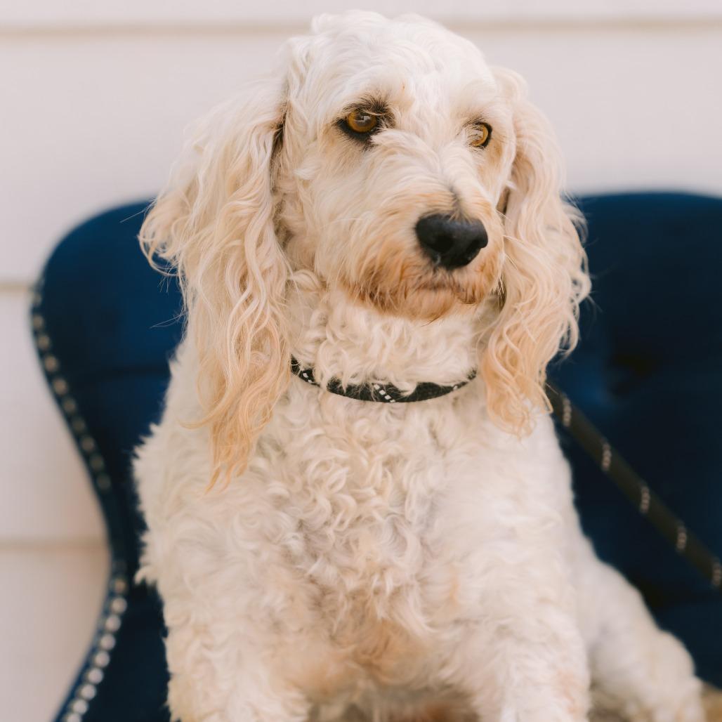 Mindy, ADOPTABLE, Adult Female Goldendoodle.