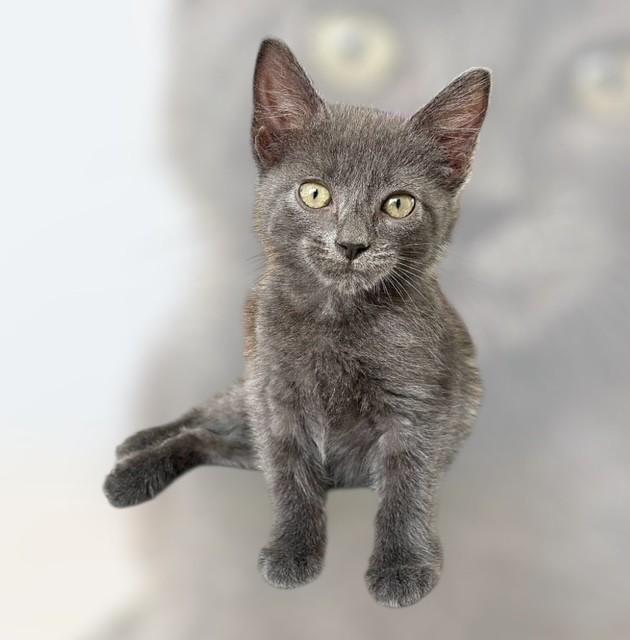 Asher, Adopted, Kitten Male Domestic Short Hair.