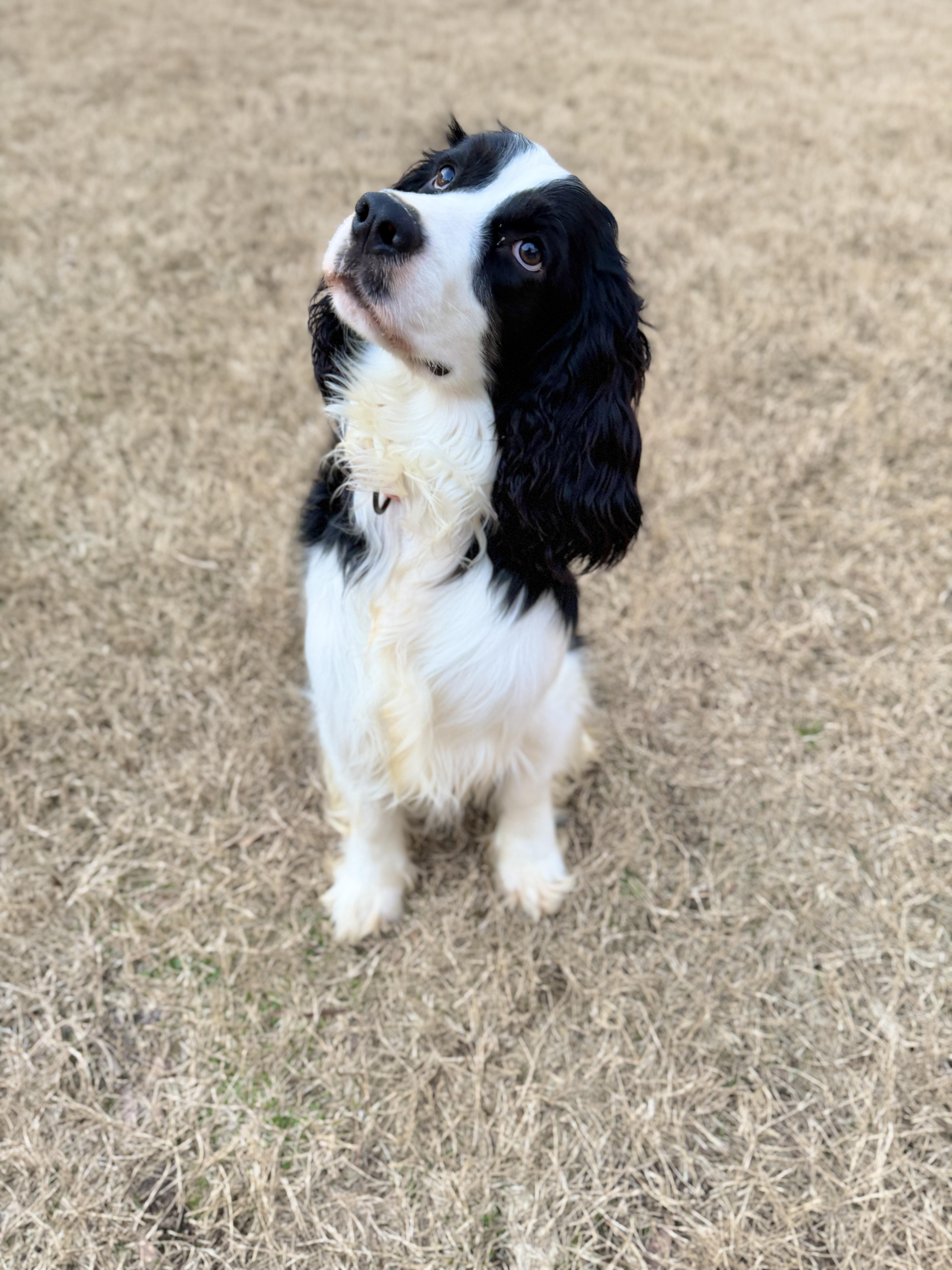 Enlarge Atlas, a ADOPTABLE English Springer Spaniel in Atlanta, GA image 4/5