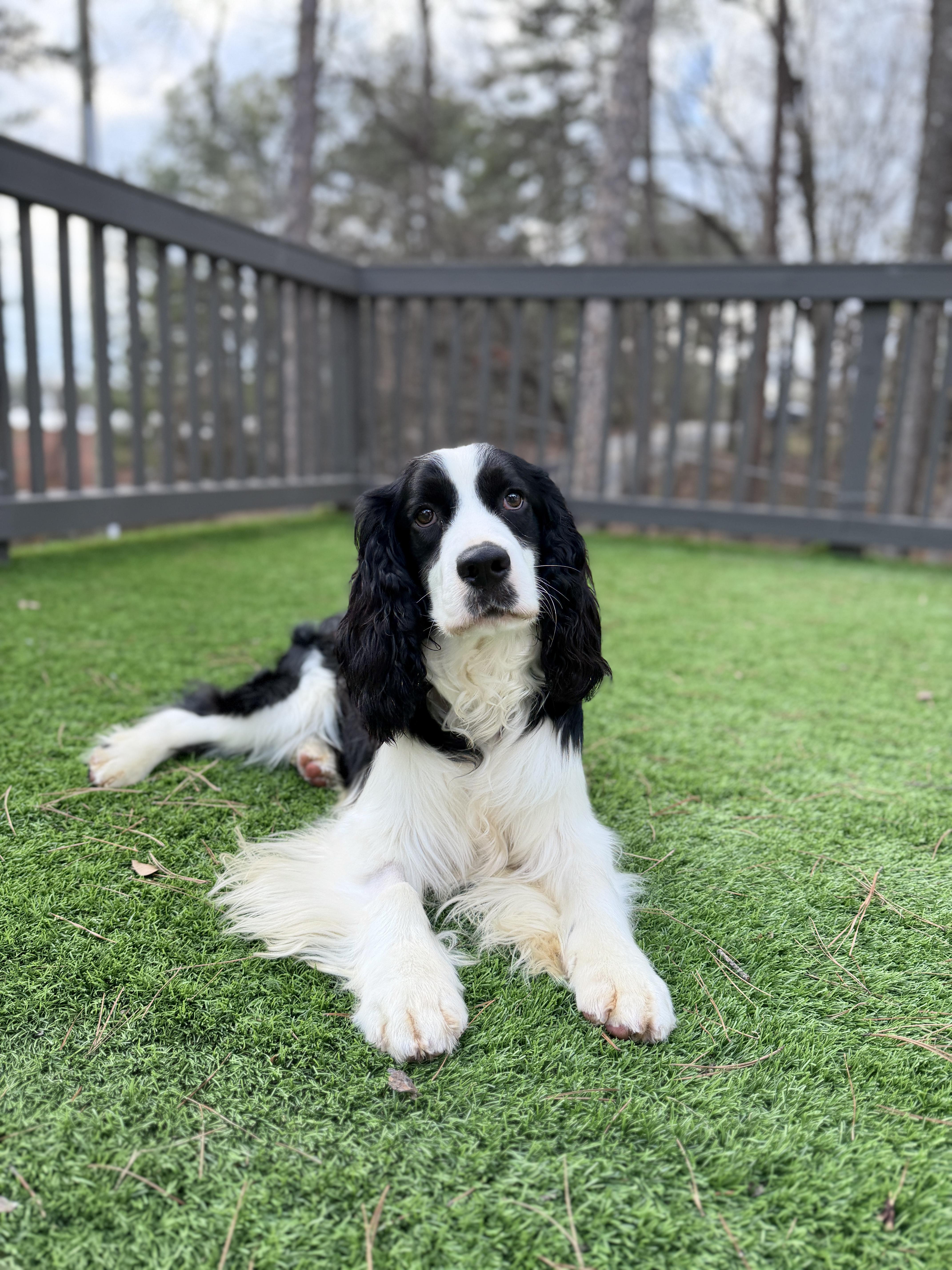 Enlarge Atlas, a ADOPTABLE English Springer Spaniel in Atlanta, GA image 5/5