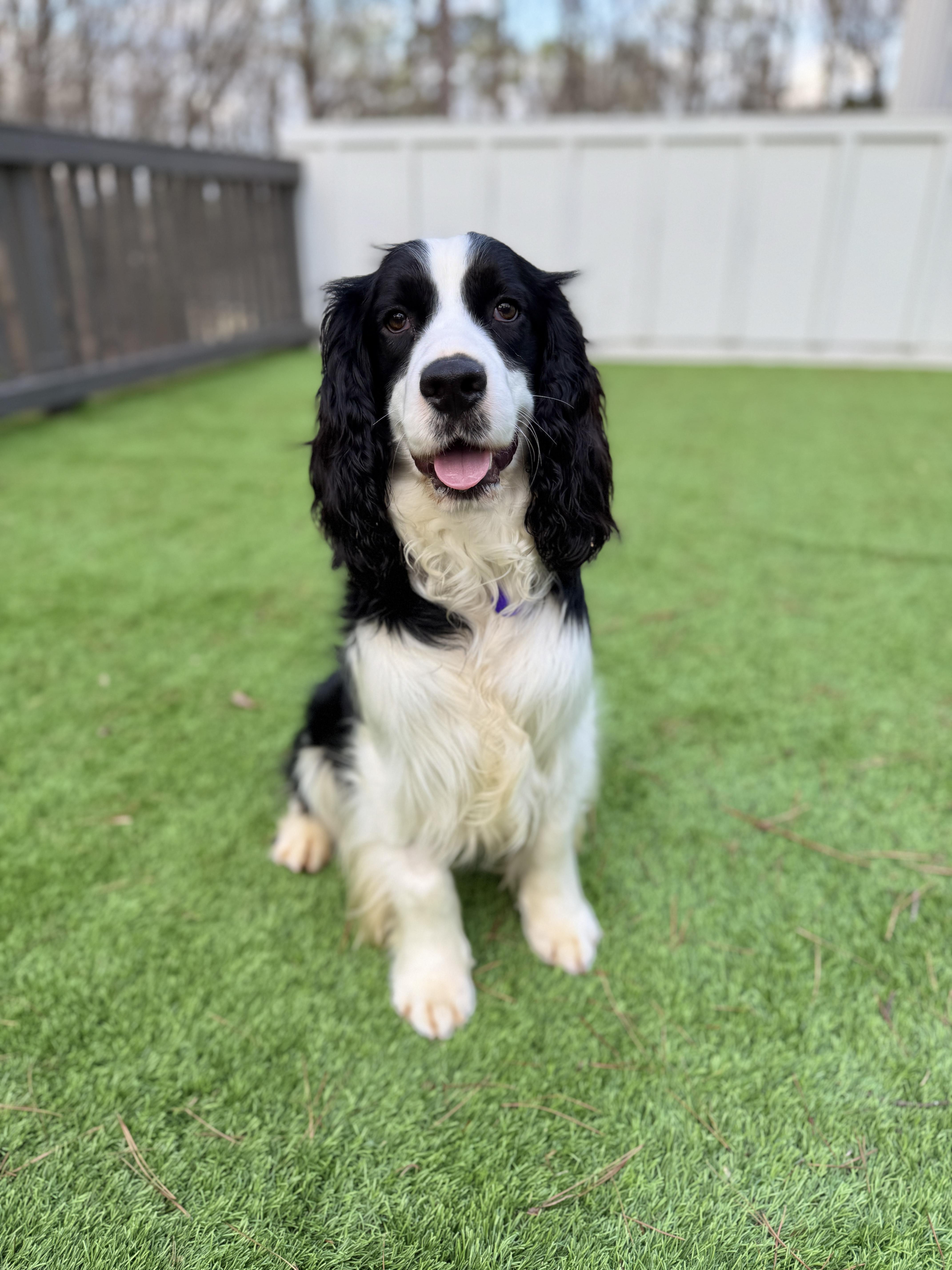 Atlas, ADOPTABLE, Young Male English Springer Spaniel.