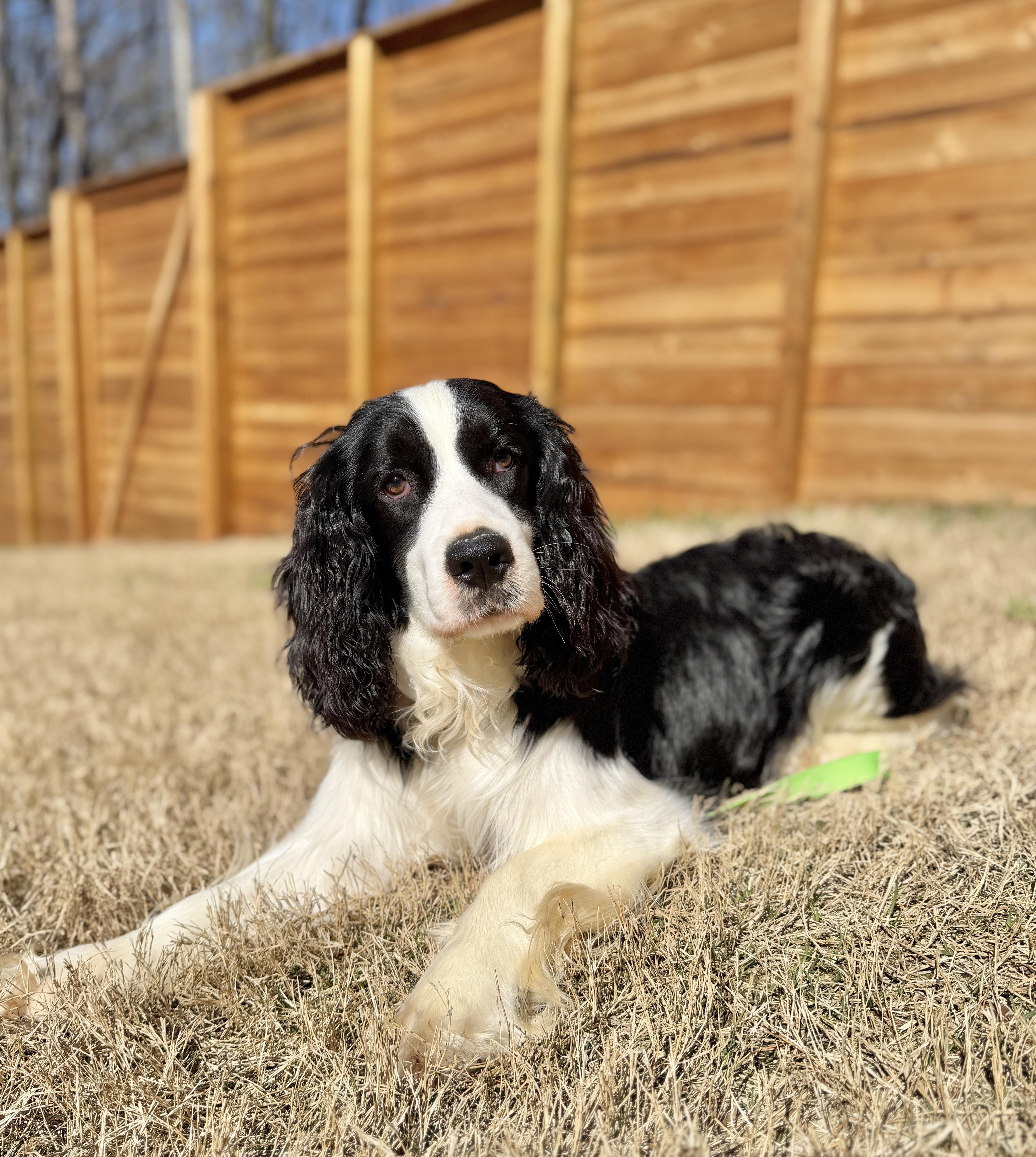 Enlarge Atlas, a ADOPTABLE English Springer Spaniel in Atlanta, GA image 3/5