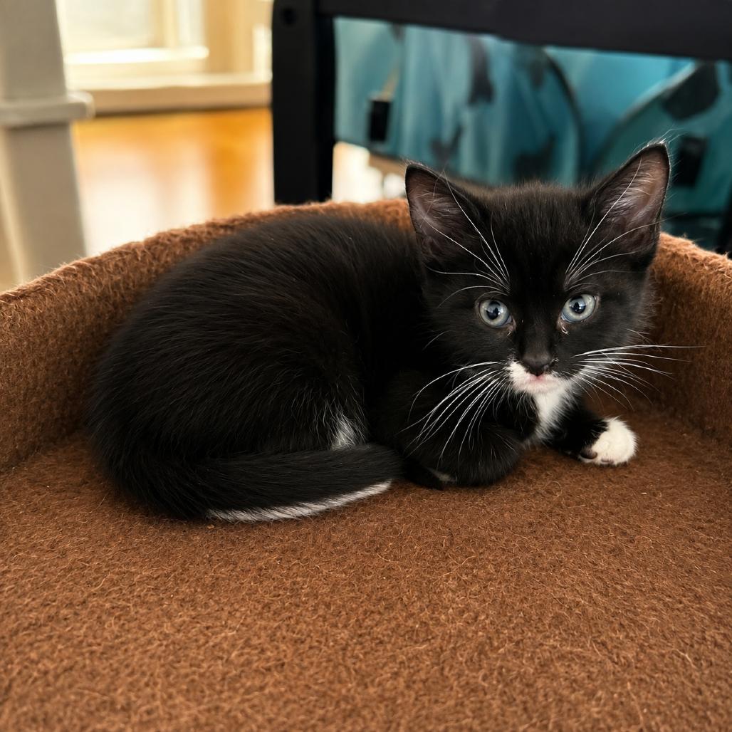 Enlarge Thunder, a Adoptable Domestic Short Hair in Silver Spring, MD image 1/1