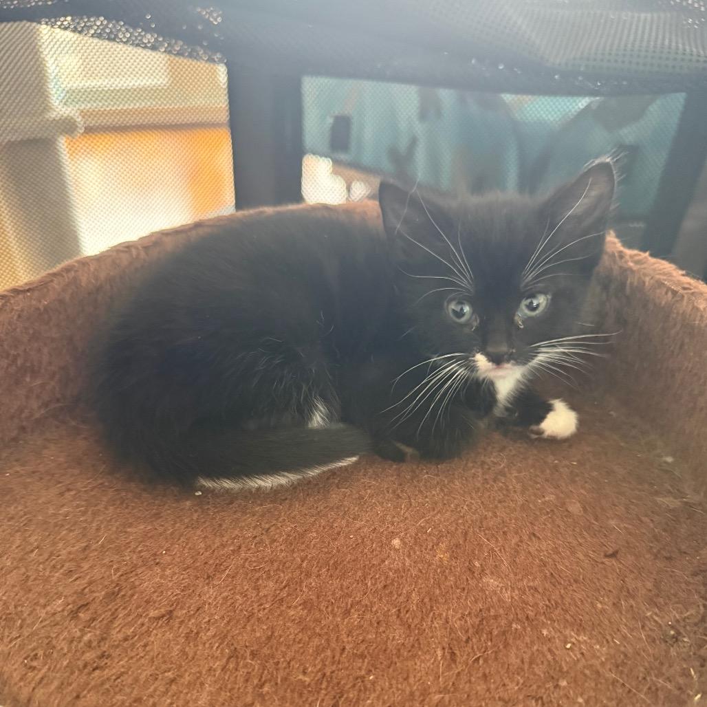 Enlarge Thunder, a Adoptable Domestic Short Hair in Silver Spring, MD image 1/1