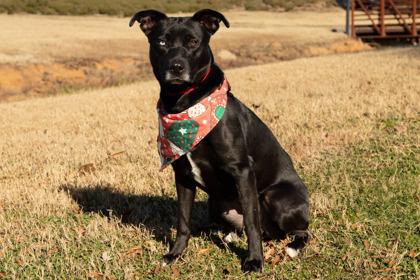 Lillian, Adoptable, Adult Female American Staffordshire Terrier & Siberian Husky.