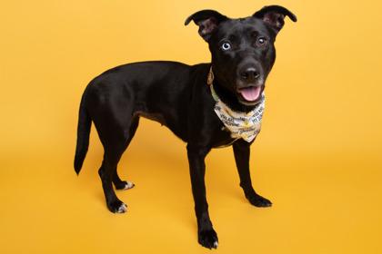 Enlarge Lillian, a Adoptable mixed breed in Greenville, SC image 2/2