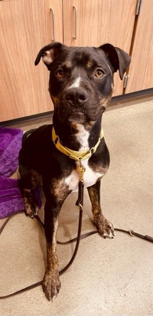 Arrow, a Adoptable mixed breed in Eighty Four, PA image 3/5