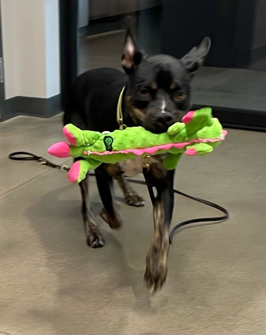 Arrow, Adoptable, Adult Male Terrier.