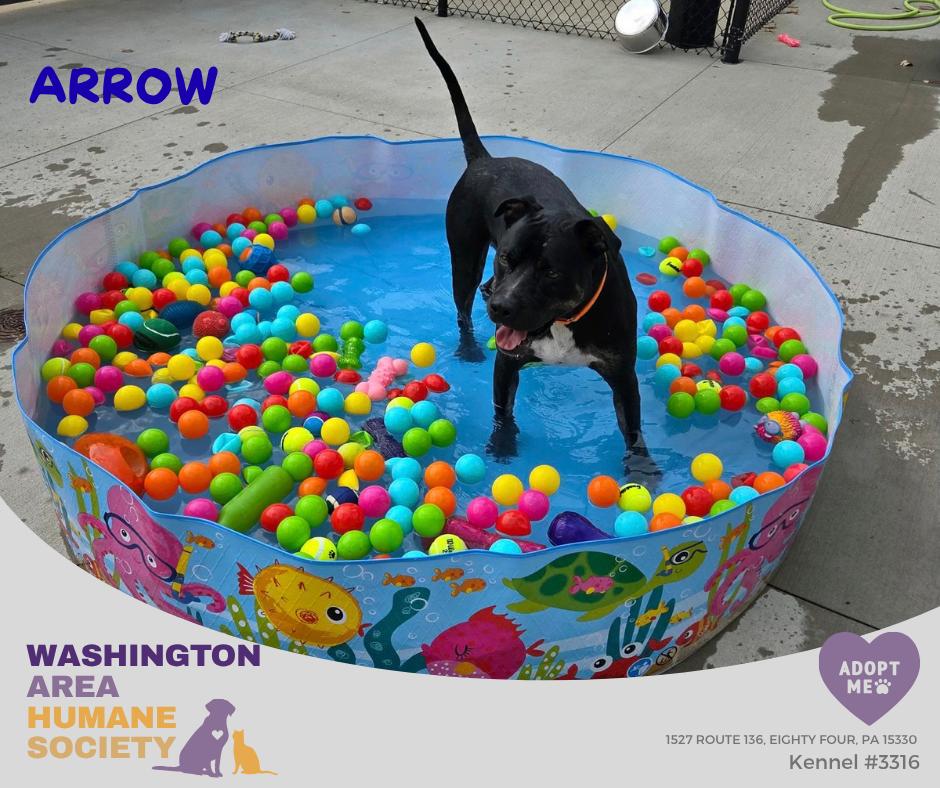 Arrow, Adoptable, Adult Male Terrier.