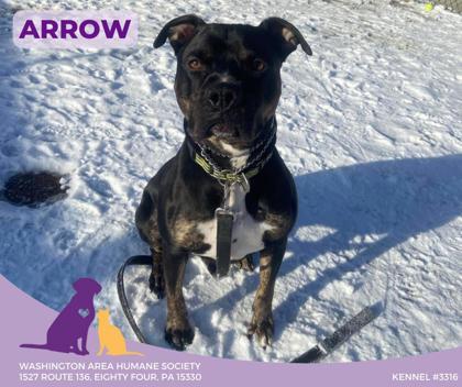 Arrow, Adoptable, Adult Male Terrier.