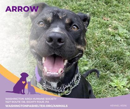 Arrow, a Adoptable mixed breed in Eighty Four, PA image 2/5